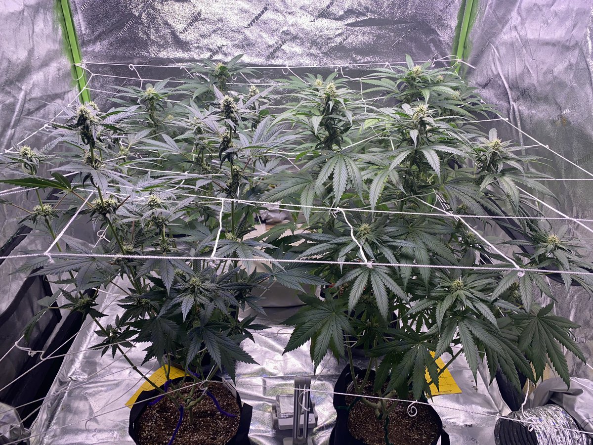 beanboozled_420's tweet photo. Things are getting dense...
Week 5 ๐ธ coming to an end
#firstrun #staygrowing
@iAMJeremiahWeed @irvineseeds https://t.co/F5H78PTj97
