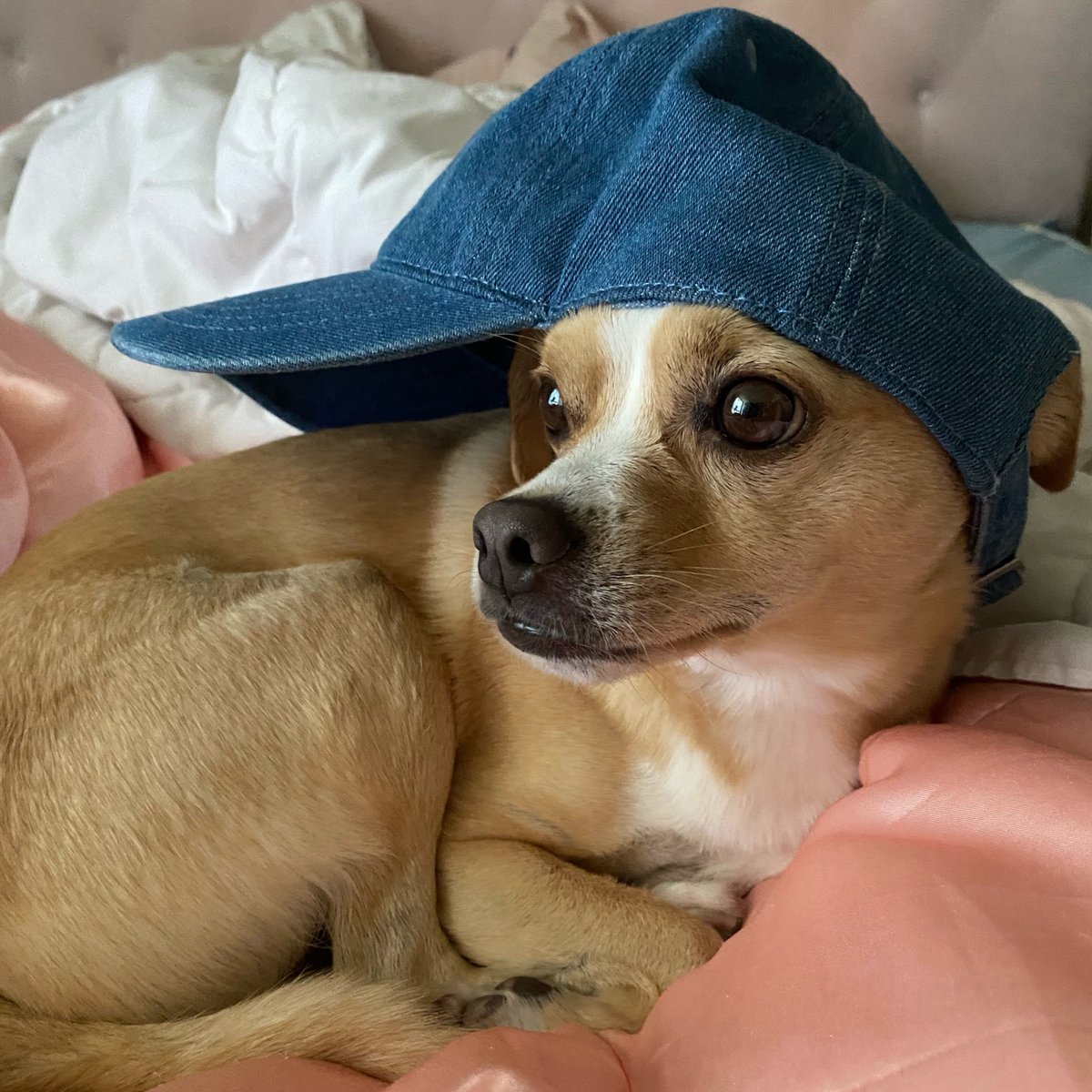 jtuttlekeane's tweet image. Your pet vs their namesake