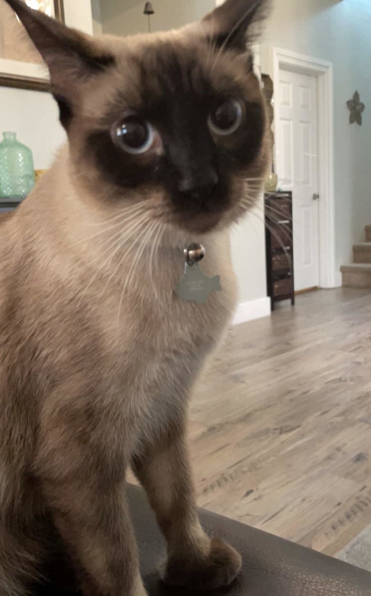 Gimme all the attention.  All of it.  
#NaeNae #caturday #CatsOfTwitter #siamese #demanding 💙💙