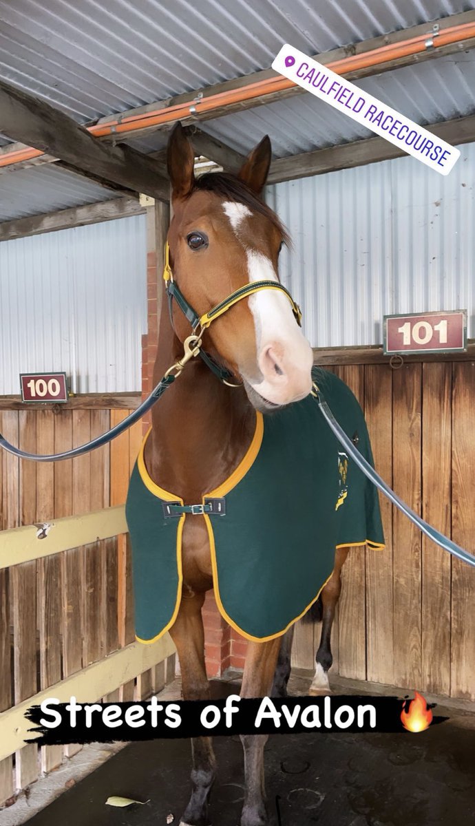 7horseracing's tweet photo. Tries his heart out, this guy. 💪💪 https://t.co/AbjAUhP0nG