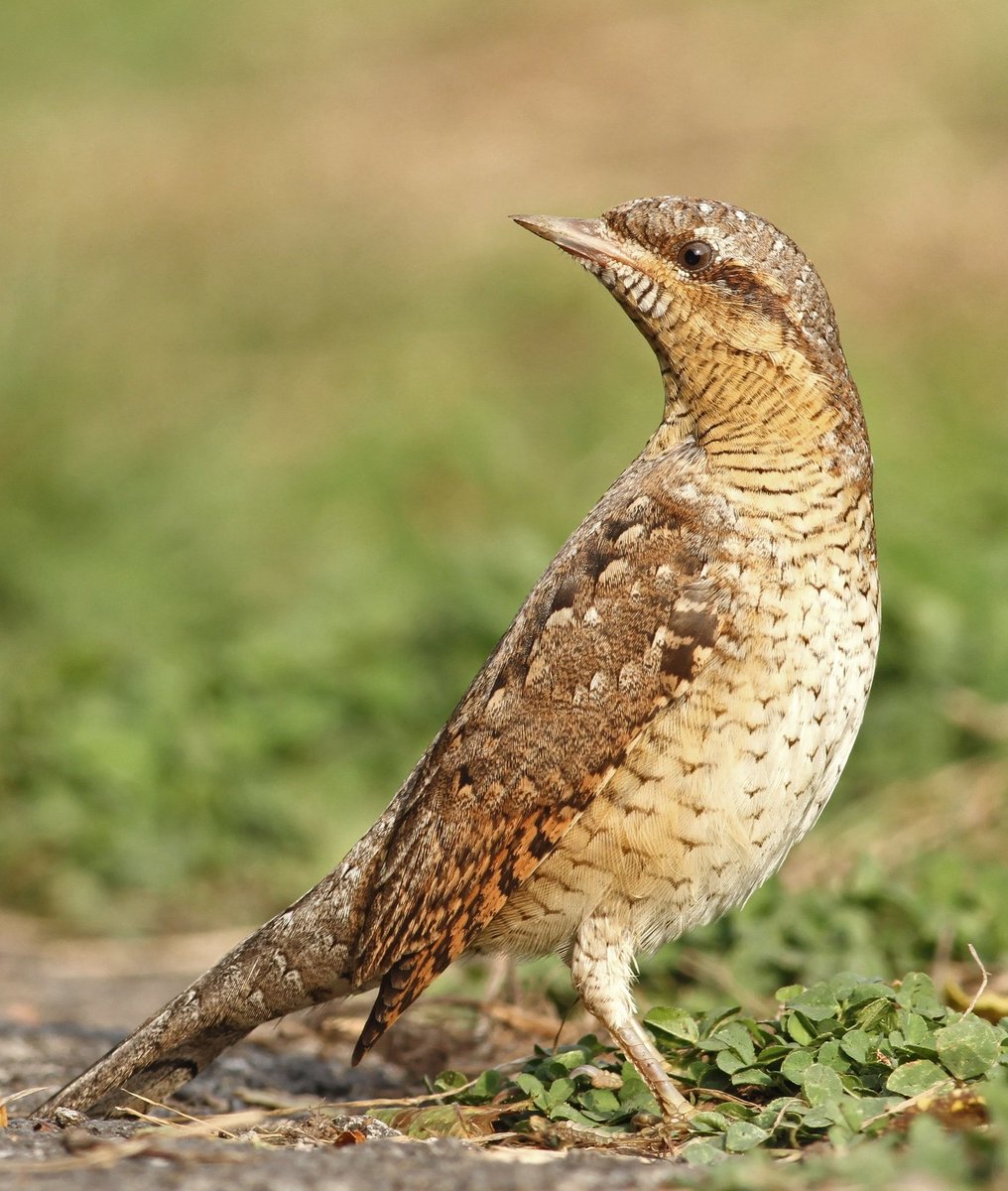 bird/h tweet media