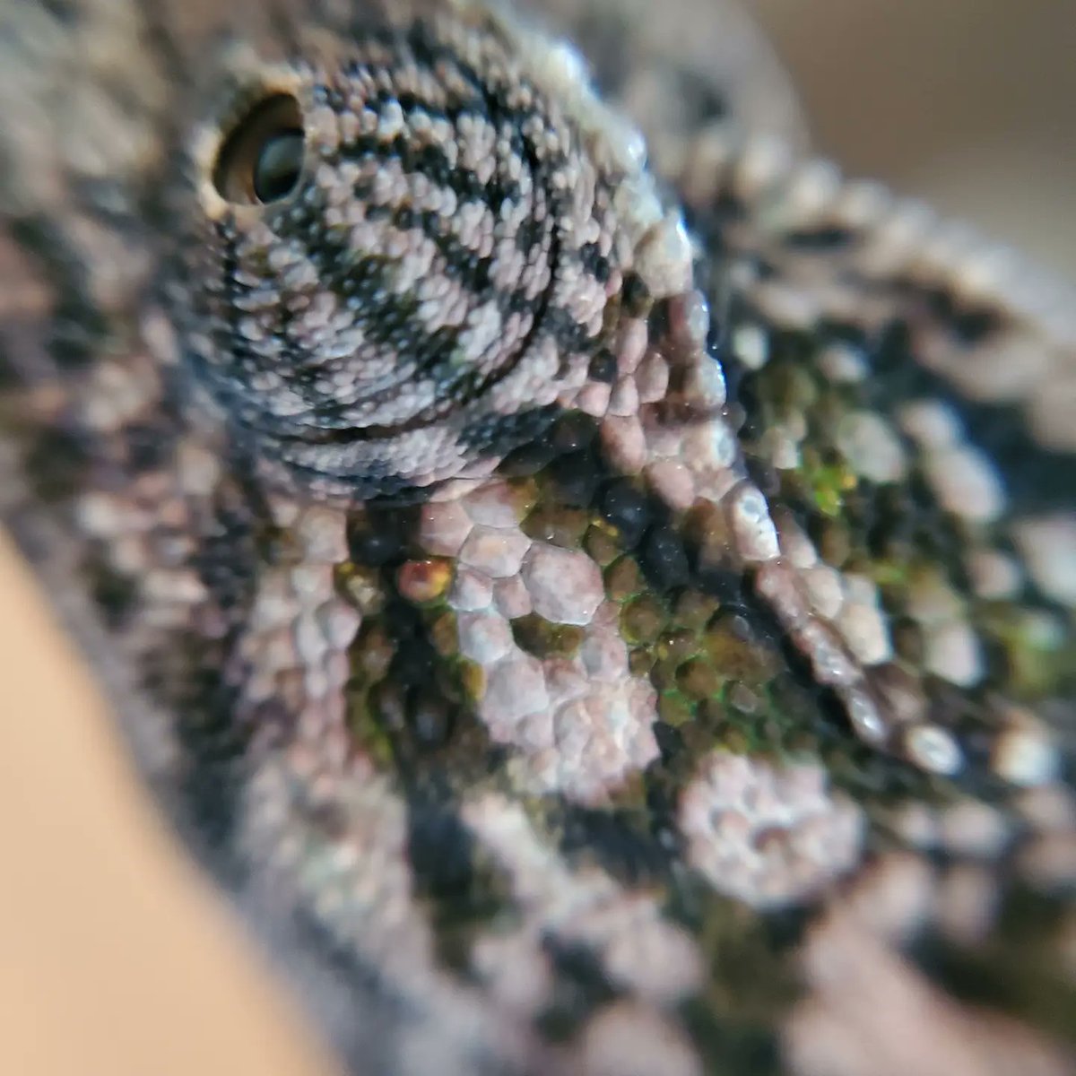 Sasakure_Mon's tweet photo. ダイソーのマクロレンズで撮ってみた🦎✨

この鱗みたいな粒々が
虹色素胞？🤔
粒々の中にたくさんの素胞が詰まってるのかな？
ほぼ1色になるときもあれば、くっきり色の境目があって模様を作るときもあって、本当に不思議な生き物やね🧐

#カーペットカメレオン #CarpetChameleon
#虹色素胞
#マクロ https://t.co/mOKWMlq2qB