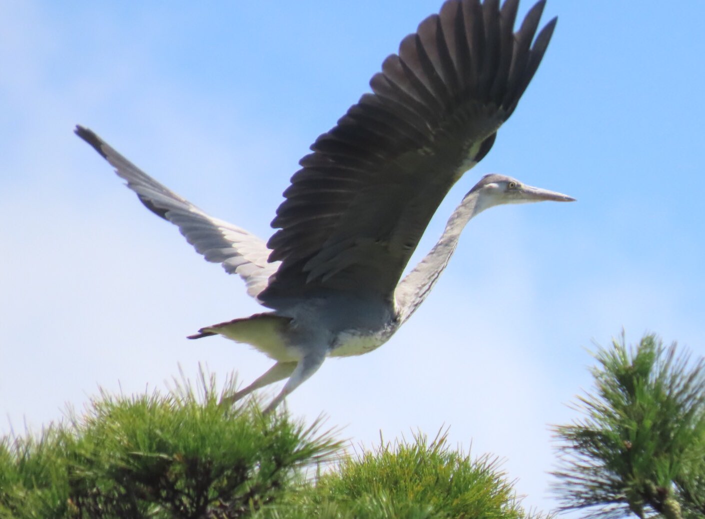 邪魔っけな小僧 グエグエの鳴き声に窓の外を見るとチビ アオサギ さて 今日は何処を探検しようか とキョロキョロ 行ってらっしゃい T Co Ov8sp03om5 Twitter