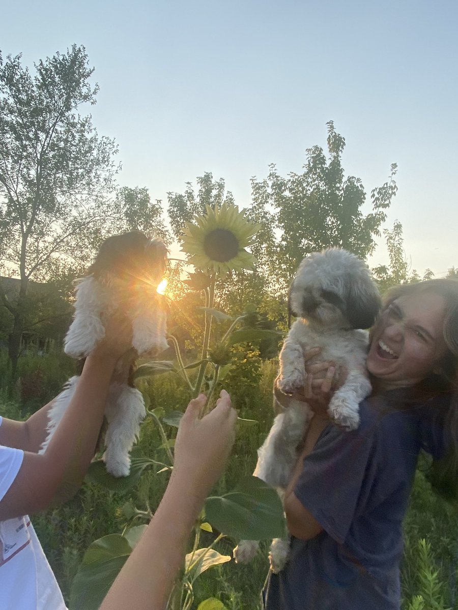 digitalqueenbee's tweet photo. πΈ Impromptu photo shoot with the dogs on our walk #Sunflowers #puppies #genoproject #family https://t.co/E0EZuvWgBS
