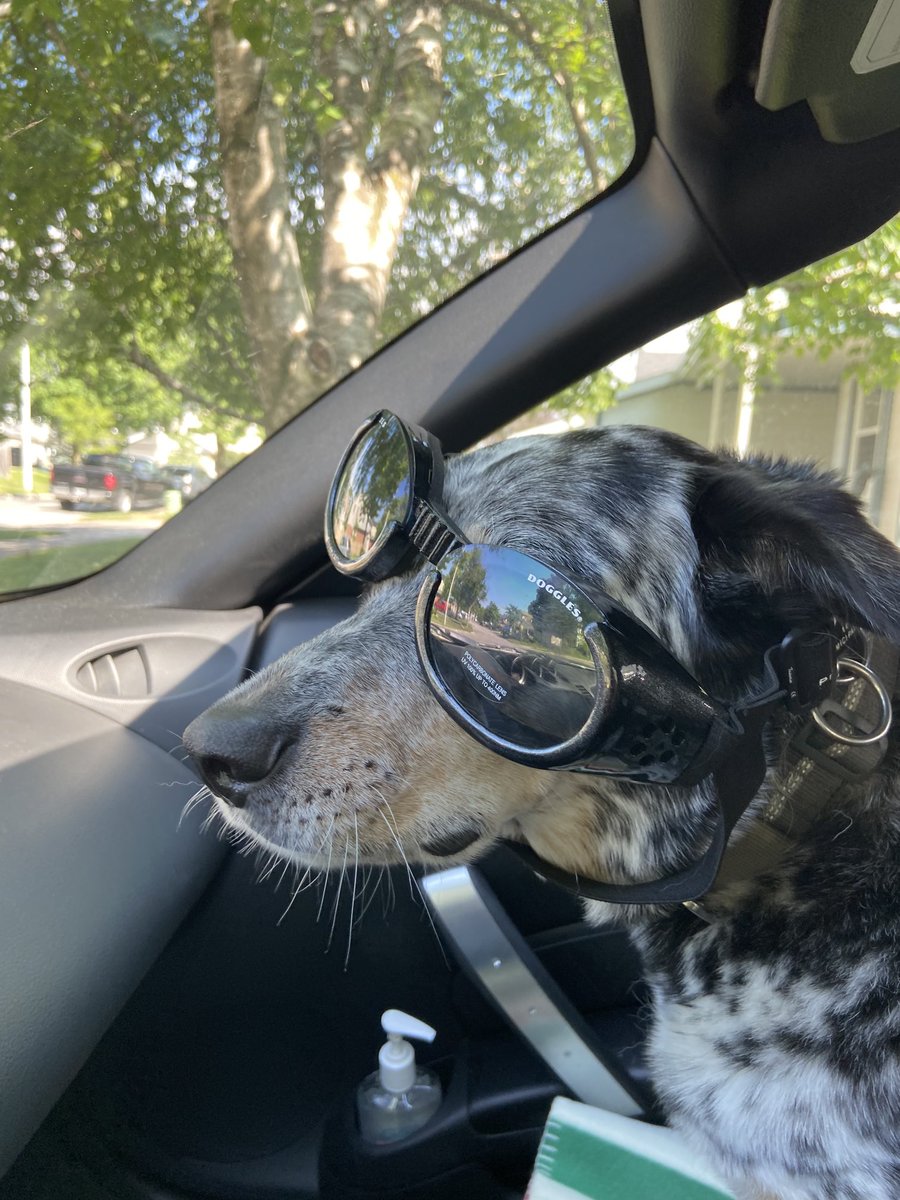 tahamont's tweet image. #PVCastingCall2021 Oats riding shotgun with his #doggles