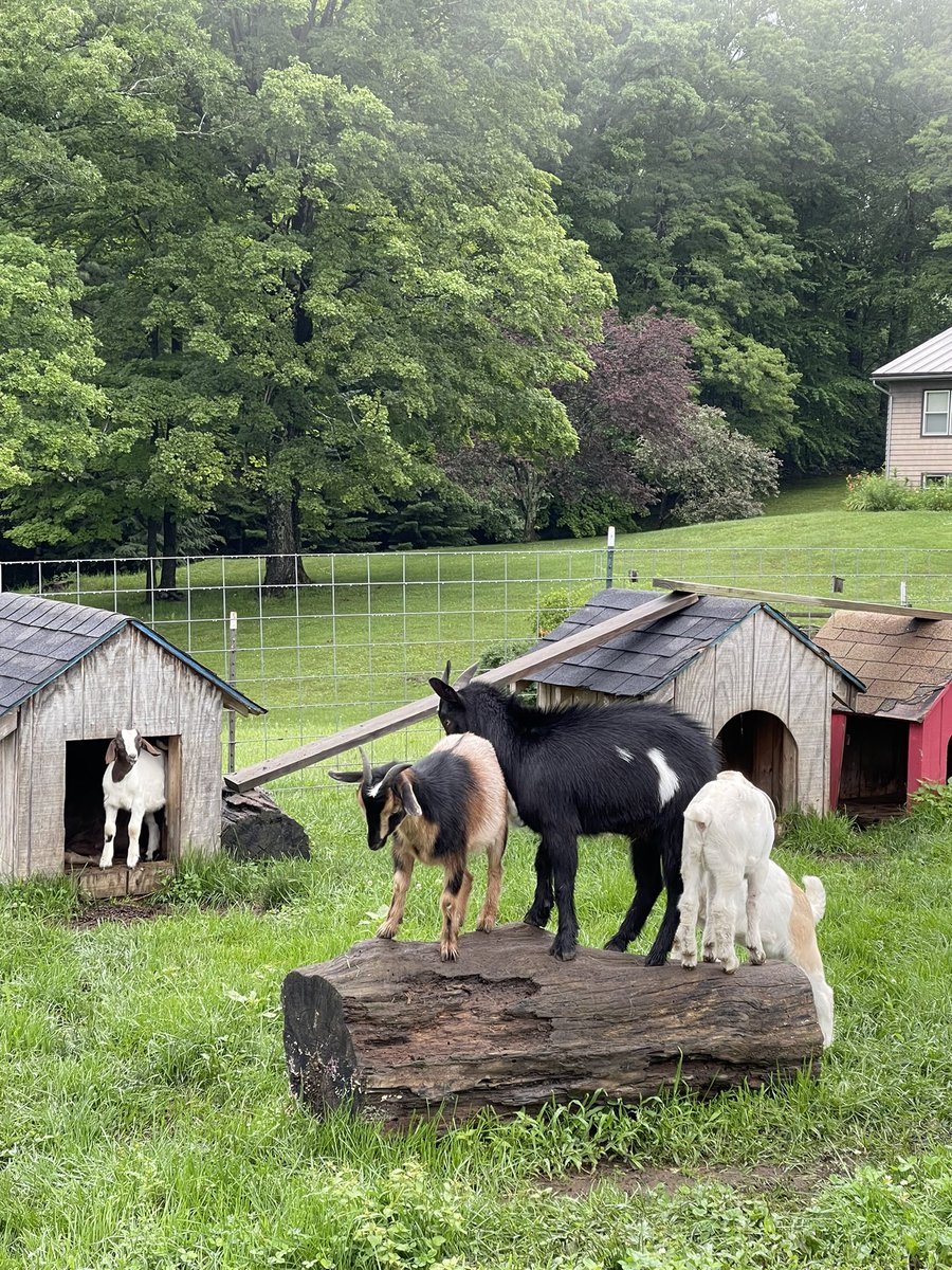 SadlyCatless's tweet photo. If Vermont doesnโt get three straight weeks of summer sun, thereโs going to be a winter hay shortage #ClimateChangeMeans https://t.co/lqBypfh4qq