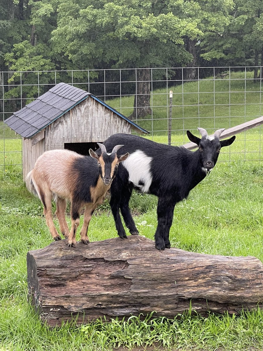 SadlyCatless's tweet photo. If Vermont doesnโt get three straight weeks of summer sun, thereโs going to be a winter hay shortage #ClimateChangeMeans https://t.co/lqBypfh4qq