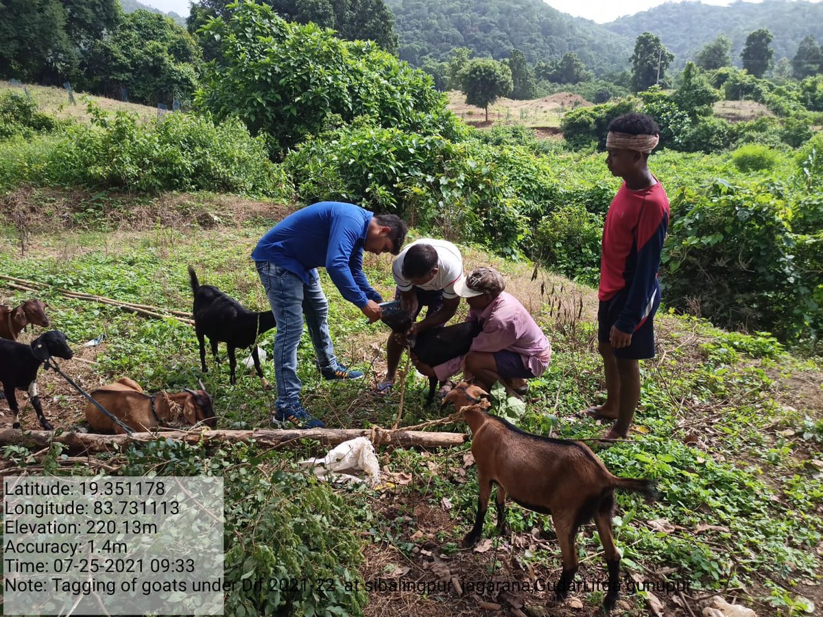 PlusPsu's tweet photo. Glimpses of ongoing tagging of goats by the Block Veterinary Officer [BVO] supported to vulnerable HHs under DIF component at Village-Sibalingpur Block-Gudari promoted by OTELP Plus ITDA-Gunupur, Dist-Rayagada @stscdev @arthanari_ifs @MoSarkar5T @farddept @RayagadaO https://t.co/vPe2zYoQT5