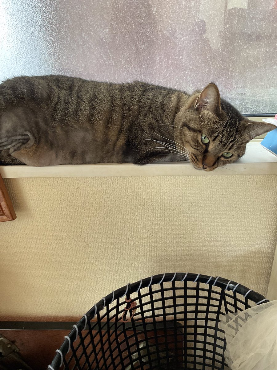 Rebow6's tweet photo. フォロワー、100人突破しました。
ありがとうございます🐱

#フォロワー https://t.co/3LuLKYYP0x