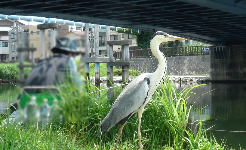 月亭ペン太 ほのぼのパンダ 旧中川で撮影した怪鳥 アオサギ 釣り人と仲良しらしい