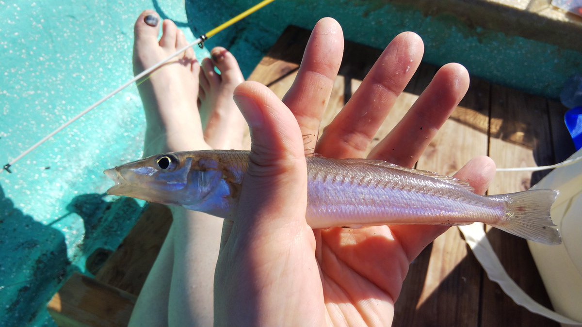 Makiko Suzuki 朝6 00 手漕ぎボートで釣り を楽しんできました 館山市北条海岸です きすが10匹釣れました 陽射しは強かったですが 9時くらいまでやっていました ボート屋さんに感謝です 館山 釣り 北条海岸 海 四連休 千葉