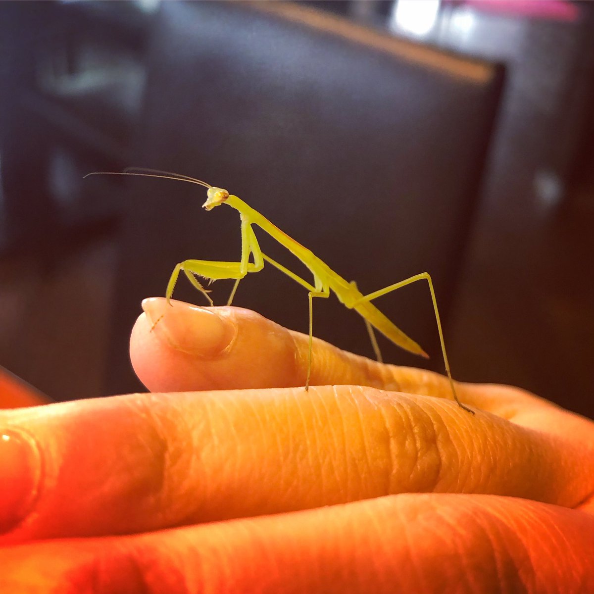 Top Tweets For カマキリ Instalker