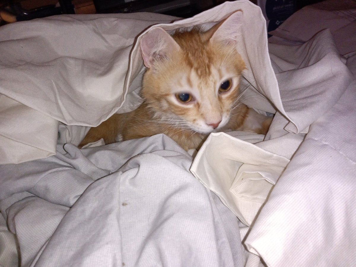 Happy #Caturday