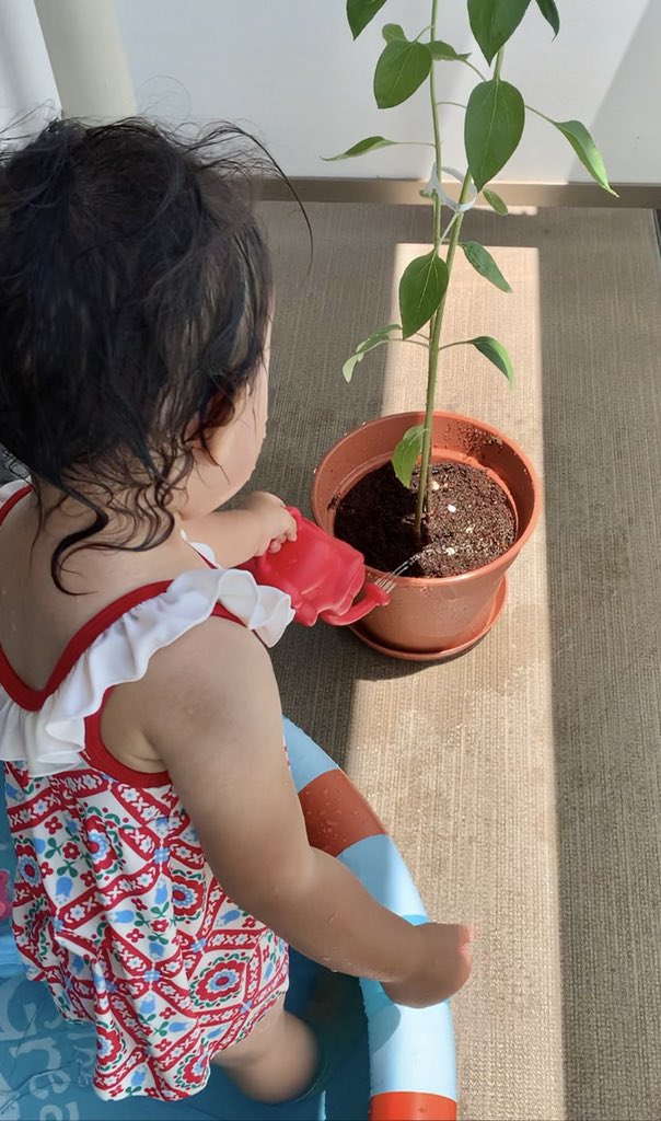 ট ইট র めぐみ こやぎ百貨店 暑いので 娘は連日ベランダでビニールプール プールついでにひまわりに水やりしてくれる様子 ひまわり 梅雨明けしたら元気になってきて順調 花が咲くまではまだかな 百日草は梅雨の間でかなりやられてしまった