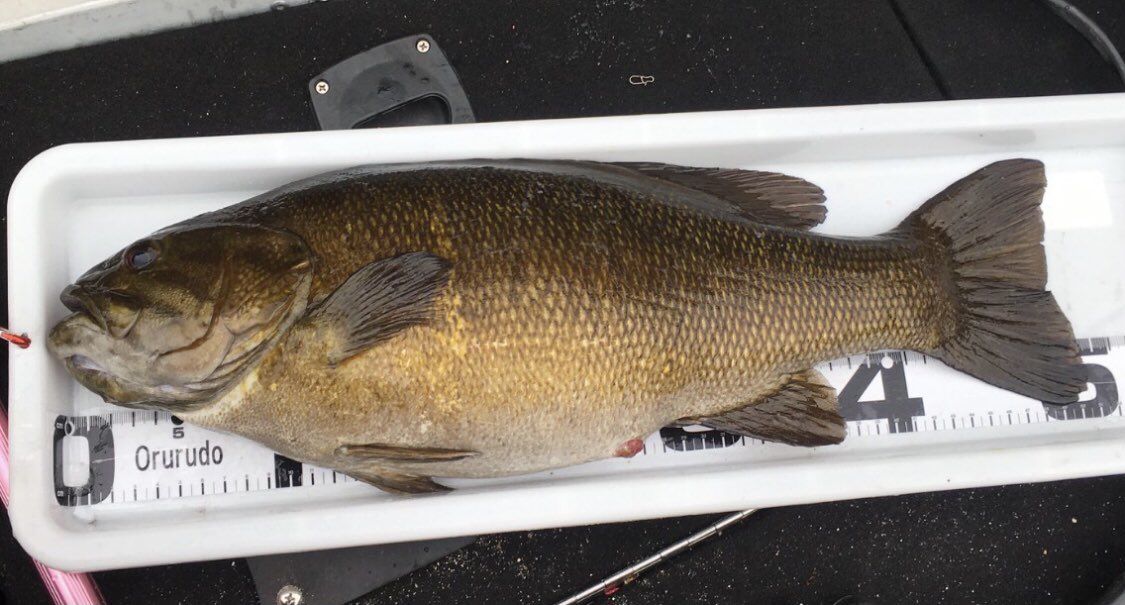 今年の春はプリの釣り見つけられてBIGMAMAなスモールマウス 50upフィーバーしてました😁
冬を越した春のプリママglamorousすぎた〜😍
最後の魚は昔釣った57より重いんじゃないかってくらいパンパンだった😁