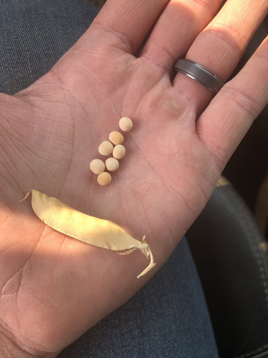 It may be a Saturday and a normal day off for most people but in agriculture it’s go time all the time. The combines are rolling and this is what we r seeing on a pea plant this year. Hats off to all the farmers out there. Keep your heads high. We need u and your all important.