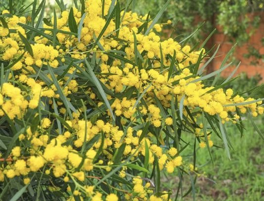 ユンスル 현빈を見守りつつ オーストラリア はなぜチームカラーが黄色と緑なの って調べてみたら 国花ワトルの黄色い花びらと緑の葉が由来だそうです 知らなかった 勉強になりました 沼民で盛り上げる東京五輪