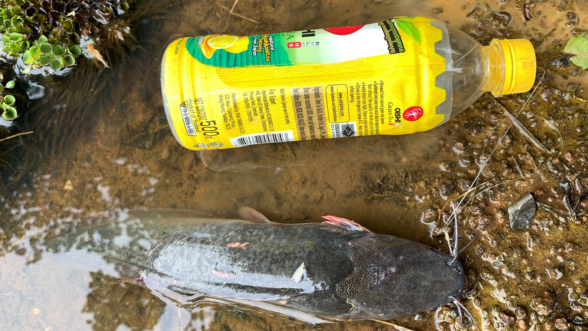 Det Fishing on X: Amazing Boy Catch Fish With Plastic Bottle Fish Trap  Bottle  Fish Trap Checkout:   / X