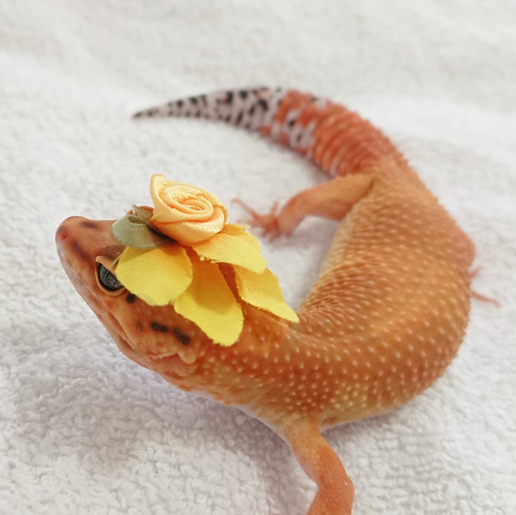 Kaori Apparelkaori Timeline The Visualized Twitter Analytics