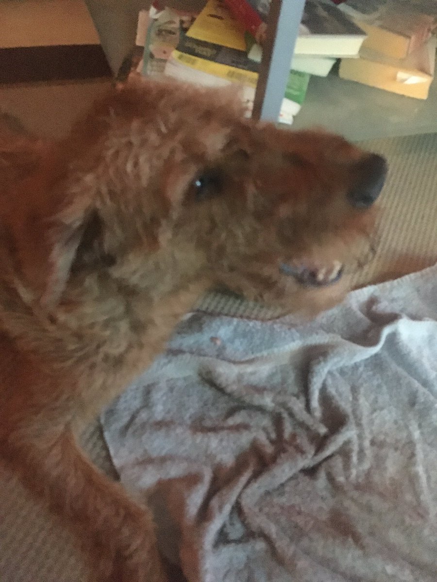 DublinIrishPup's tweet photo. You guys me had some #pizzabones now a #beefbone and Mum has her #Olympics #Tokyo2020 so all is good in our house 🏡🍀🤗 https://t.co/KBo0ERoRMQ