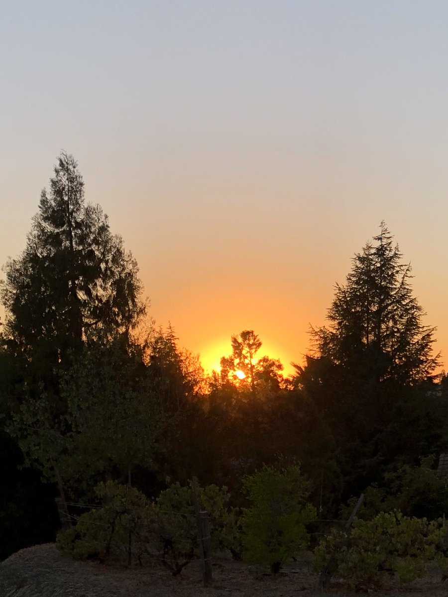 Sheri Lynn tweet media