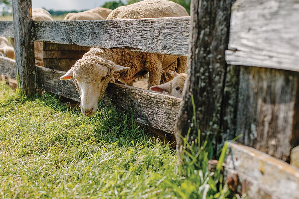 Visitors to Slate Run Living Historical Farm <a href="/CbusMetroParks/">Columbus Metro Parks</a> can experience a farm operating just as it did in the 1880s — but this fully functioning farm isn't just a re-creation. 🐑 ohiomagazine.com/travel/article…