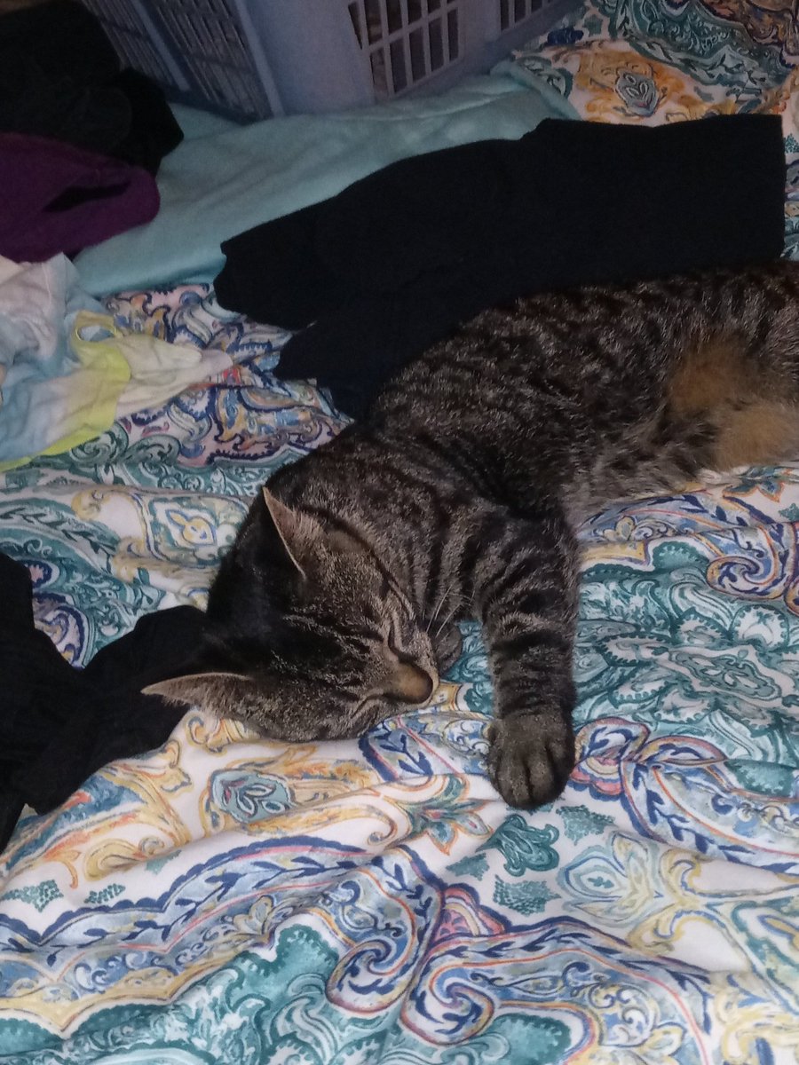 TheLitMemer's tweet photo. One sleepy Cat https://t.co/O9lxhi1LLs