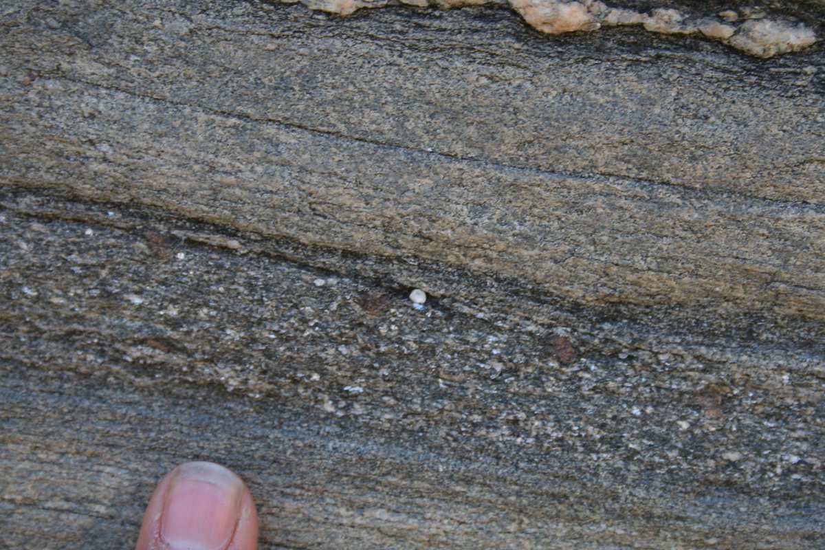 Day 2: I am irrationally fond of what happens to compositional layering during metamorphism. Here we see a reversal in relative grain size due to metamorphism: fine-grained mudstone became coarse garnet-mica schist whereas boring sandstone just recrystallised #100DaysofGeoscience