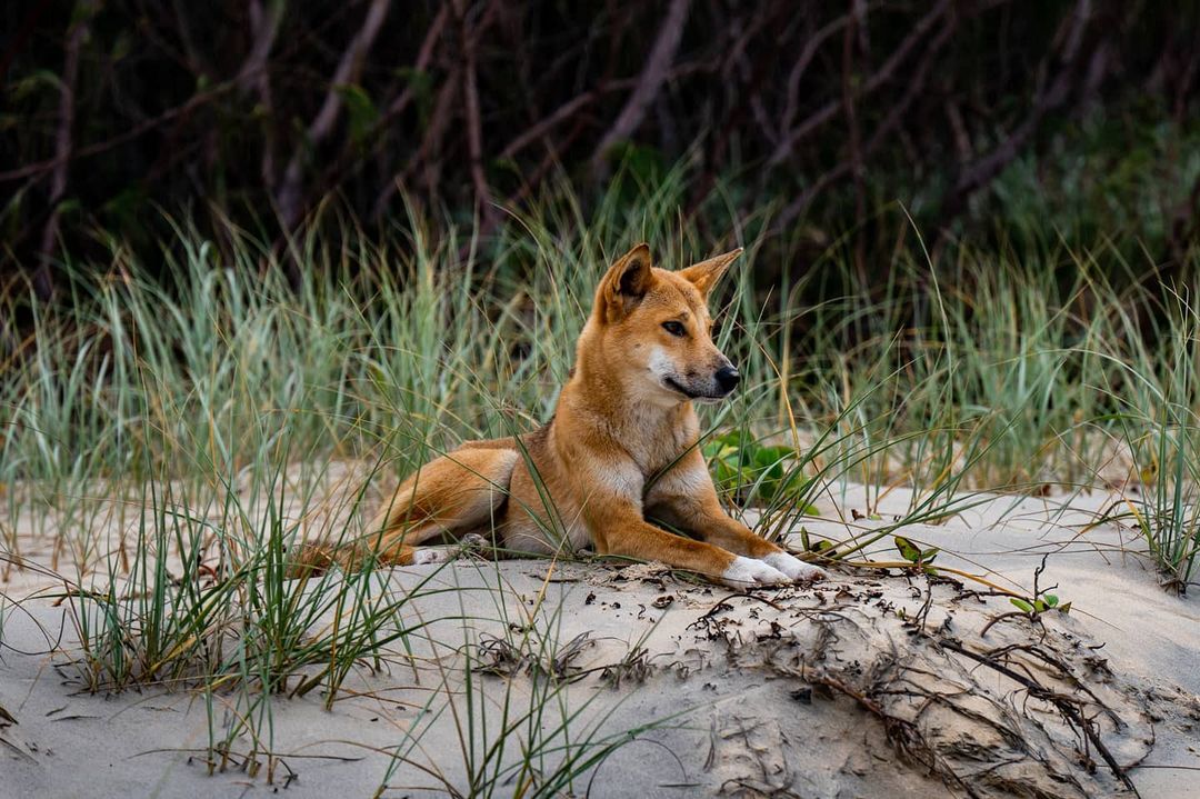 travelqld's tweet photo. One of the 120 purebred, native Dingos that can be found on the World Heritage listed Fraser Island! 🐶 #TravelQLD #Australia https://t.co/9ivI2PLWxF