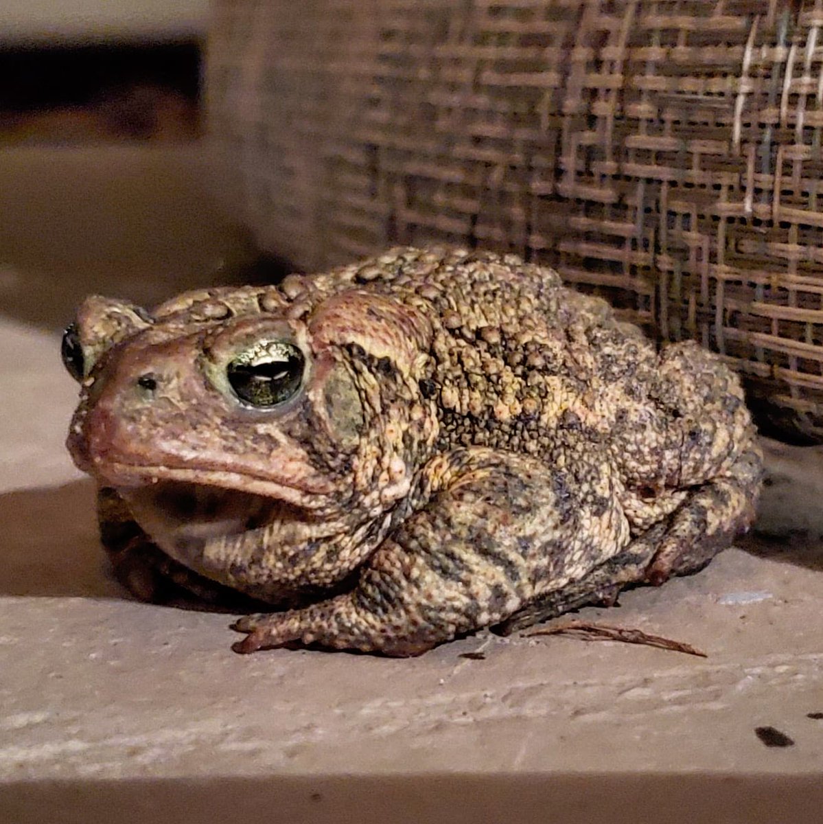 MissBrandyGreen's tweet photo. Lots of frogs and toads outside in the yard tonight. The fat toad is a total mood. I feel like he/she looks like how I feel since lockdown. 🤣 #Summertime #swampthing #amphibians #NorthernLeopardFrog #GreyTreefrog #AmericanToad #FowlersToad #Minnesota #UpperMidwest https://t.co/gxzJOgVgZg