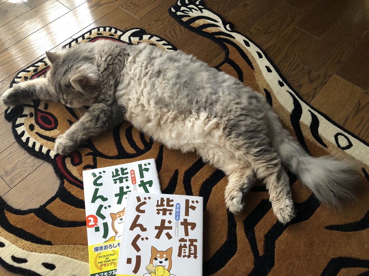 aihop's tweet photo. 連休最終日。
昨日届いたマンガを読みながら、寝たり泣いたり笑ったり。
#サイベリアン
#ロシア娘
#猫をTLに流しちゃおう
#猫好きさんと繋がりたい
#チベタンタイガー
#SLOWTIGER
#柴犬どんぐり https://t.co/pm6GNVOetX