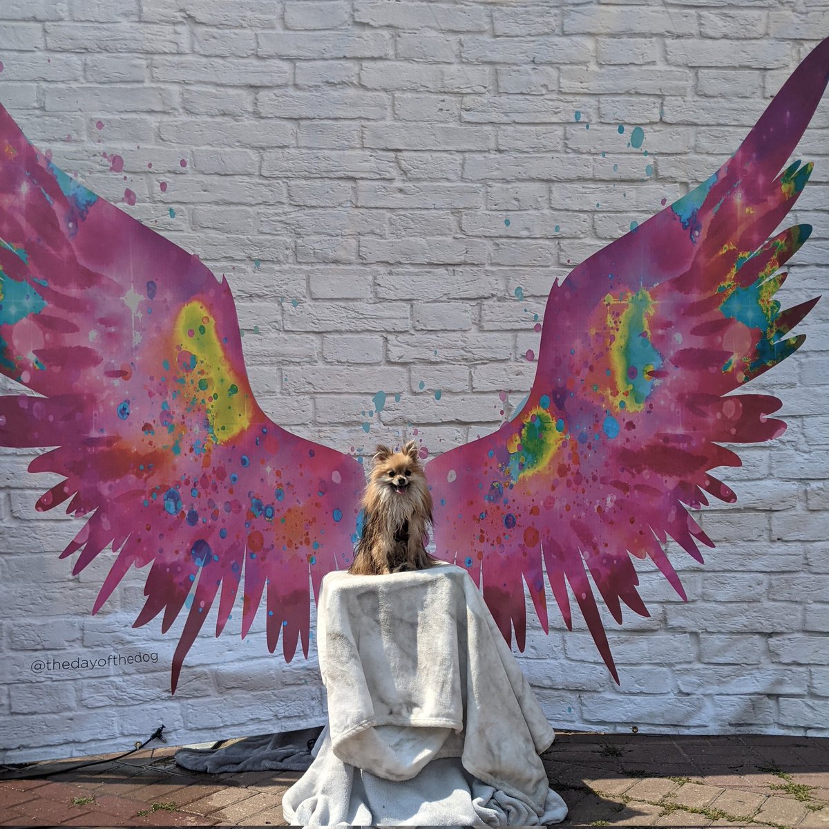 PupperEevee's tweet photo. Drank a Red Bull. Got wings.
Use code: I'm AnAngel https://t.co/6dUlWocSly