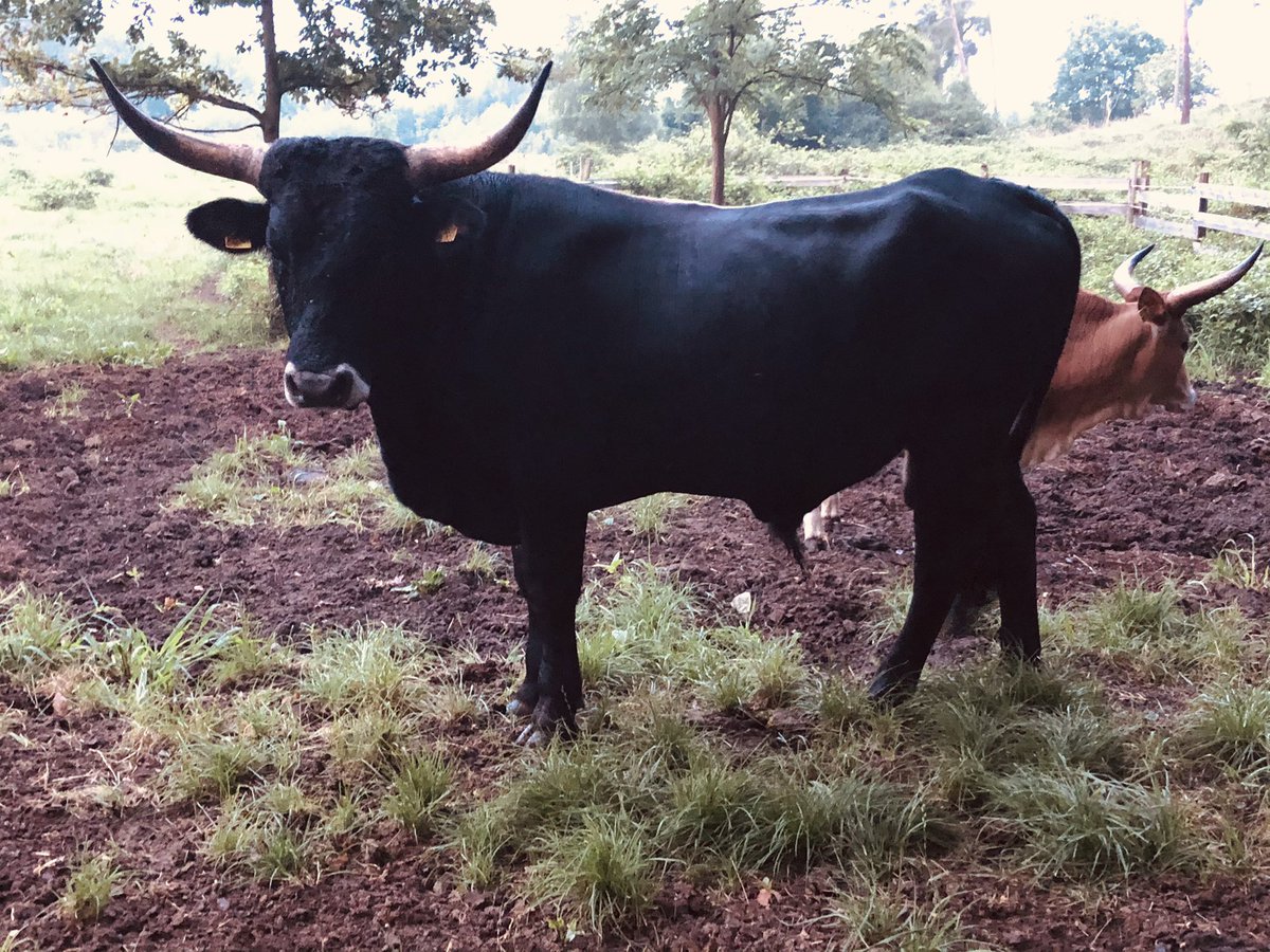 Auerrind Projekt tweet media