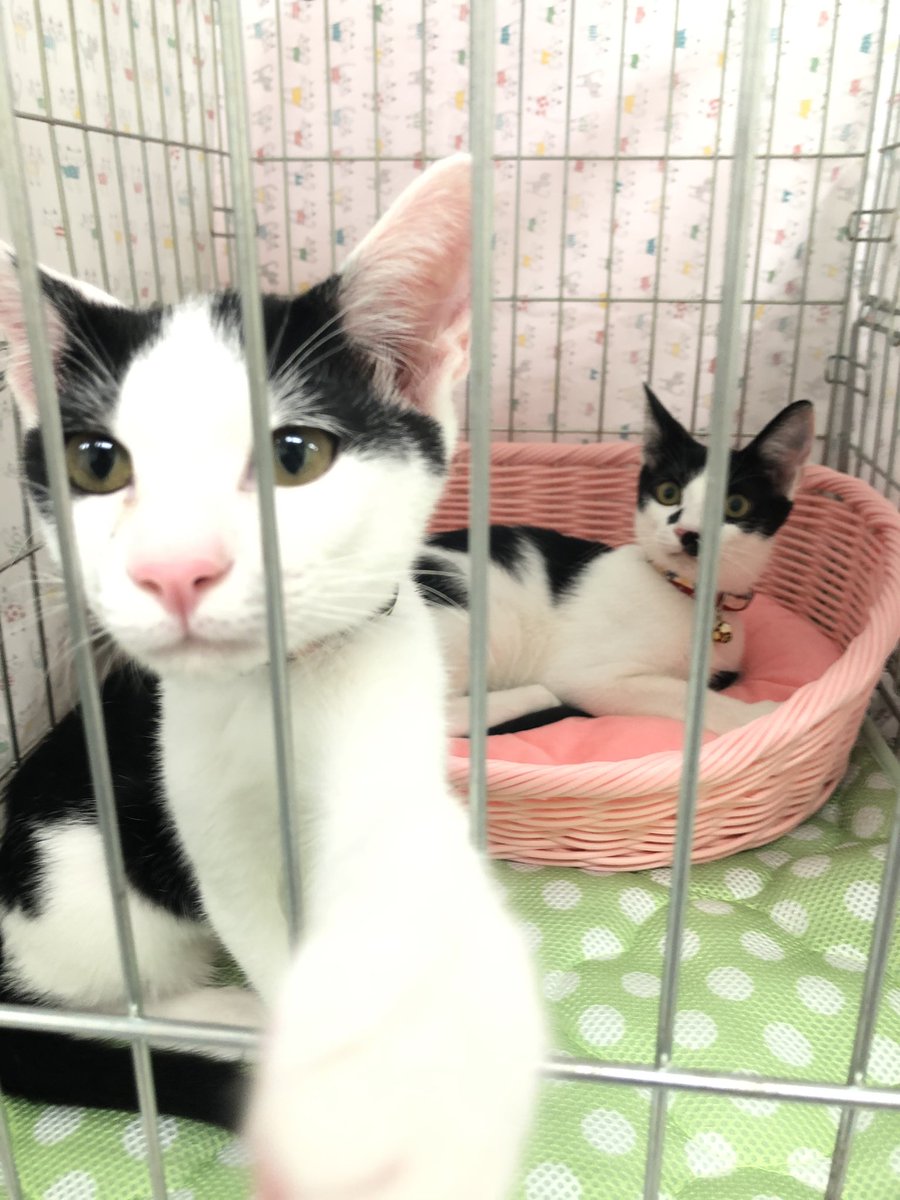 Ryousuke_tanaka's tweet photo. 今日は堺市堺区北花田の #catfirst 譲渡会に来ております。 https://t.co/zxlltbW4Ch