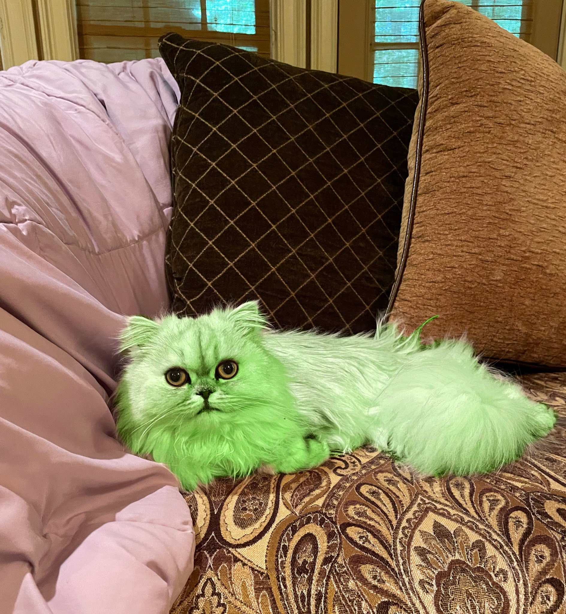 Lime cat deals