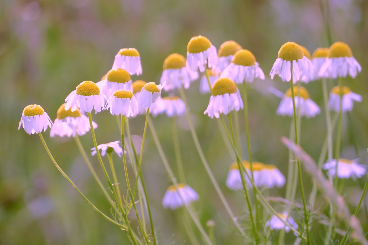 Happy Sunday 🌼🌼🌼