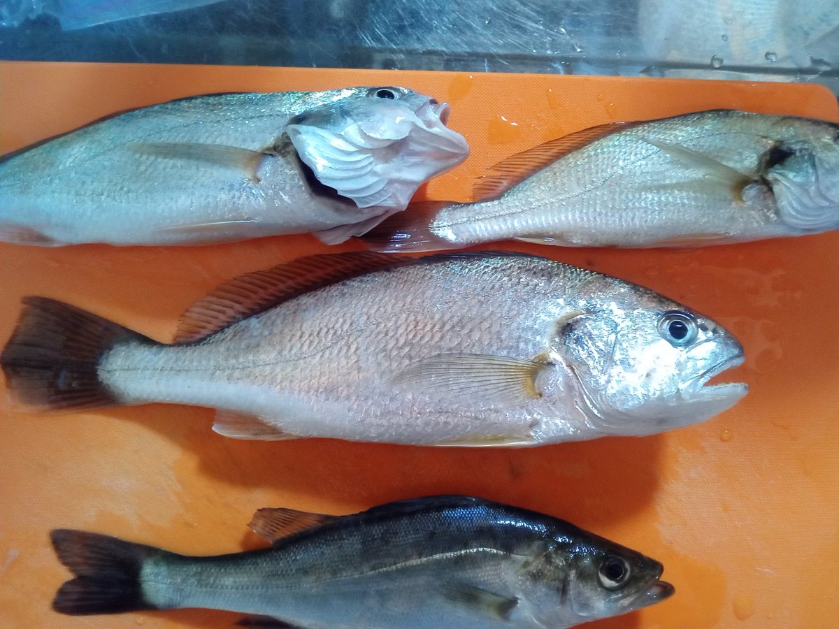 今日の釣果
2時間で4匹はいい感じ
一番下の魚の種類がよくわからない… 