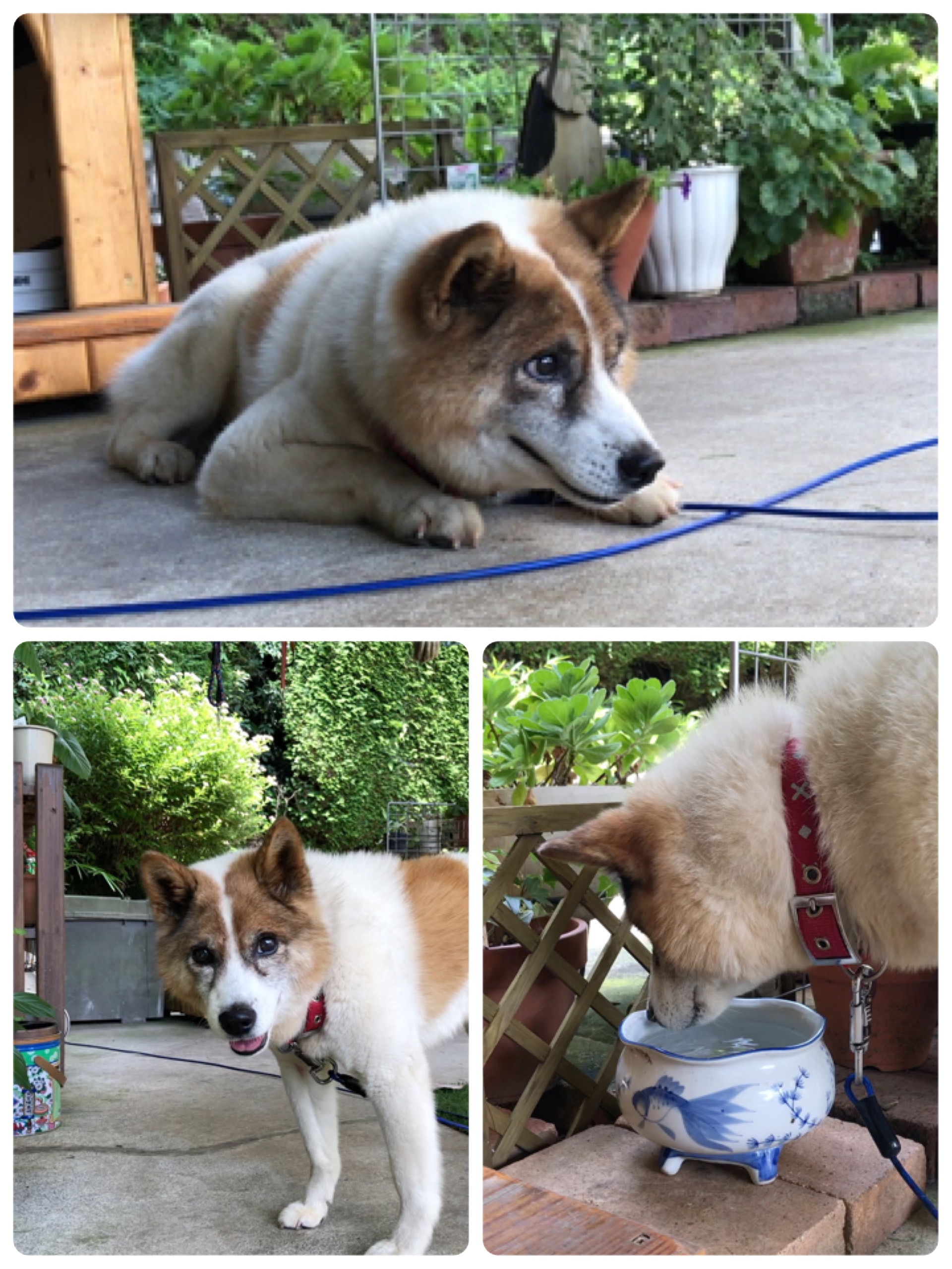 Sana 迷子犬ブッチー うちの子1年記念日 津山市 迷子犬 飼い主さん探しています 老犬 T Co C5fkewlzgs Twitter