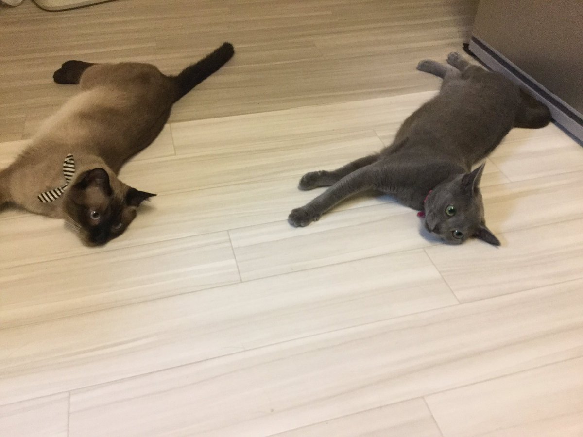 HakuLush's tweet photo. シンクロしました。

#ロシアンブルー
#russianblue
#シャム猫
#cats
#ねこ https://t.co/b8PO09kiB0