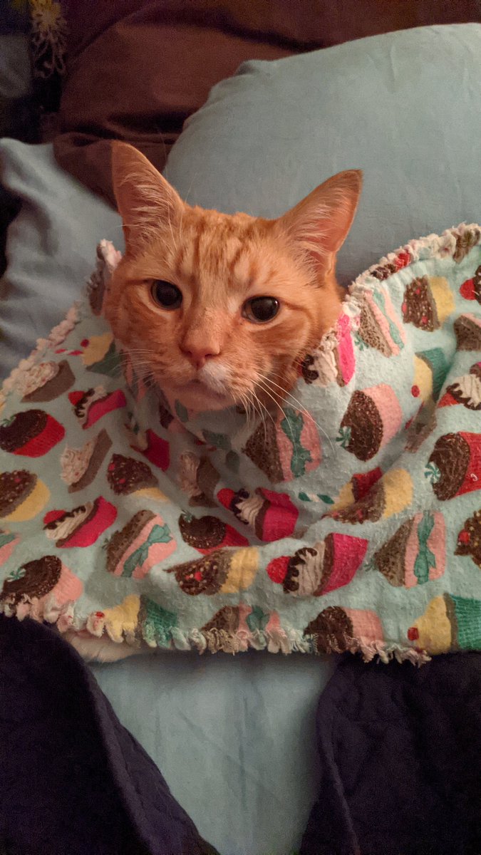 Pyrate Ty tweet media