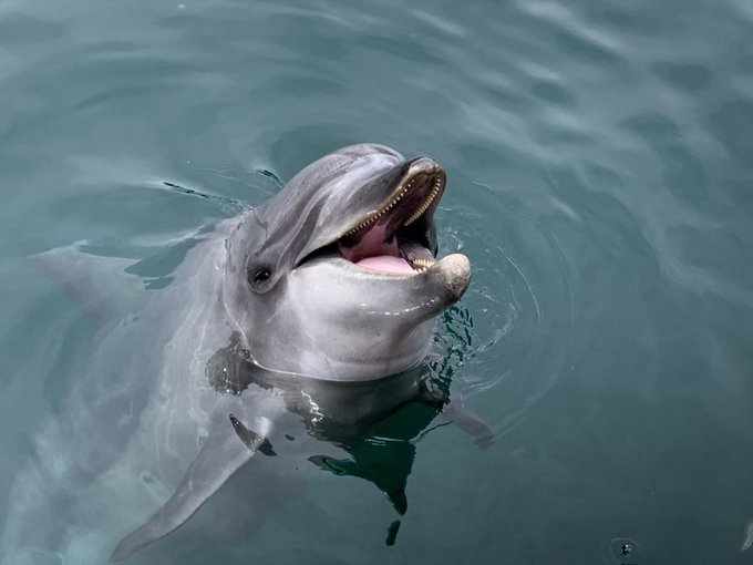 イルカ島のtwitterイラスト検索結果