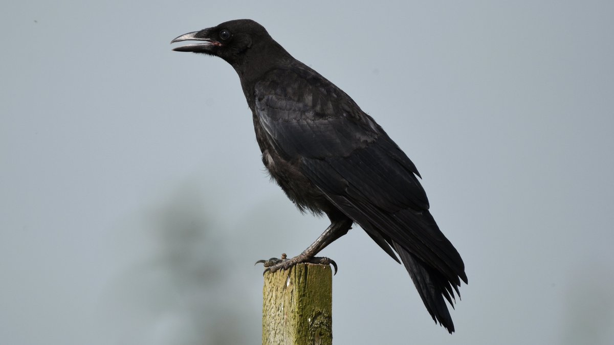 #CarrionCrow on a pole. 

#corvid #birds #crows #TeamCorvid #LoveCorvids #birdsoftwitter #nature #TwitterNatureCommunity #BirdsSeenIn2021 #365DaysWild #birdphotography