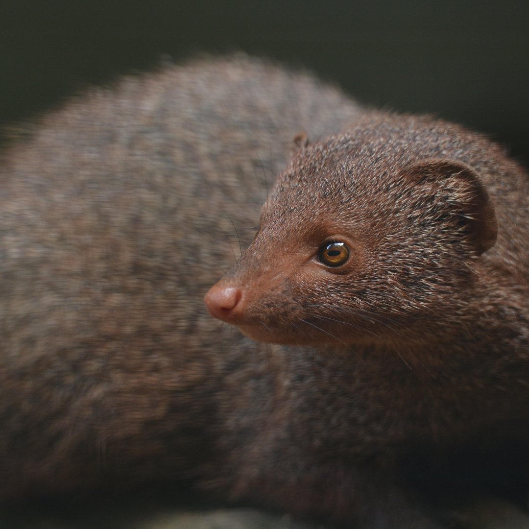 Gal Oya Lodge tweet media