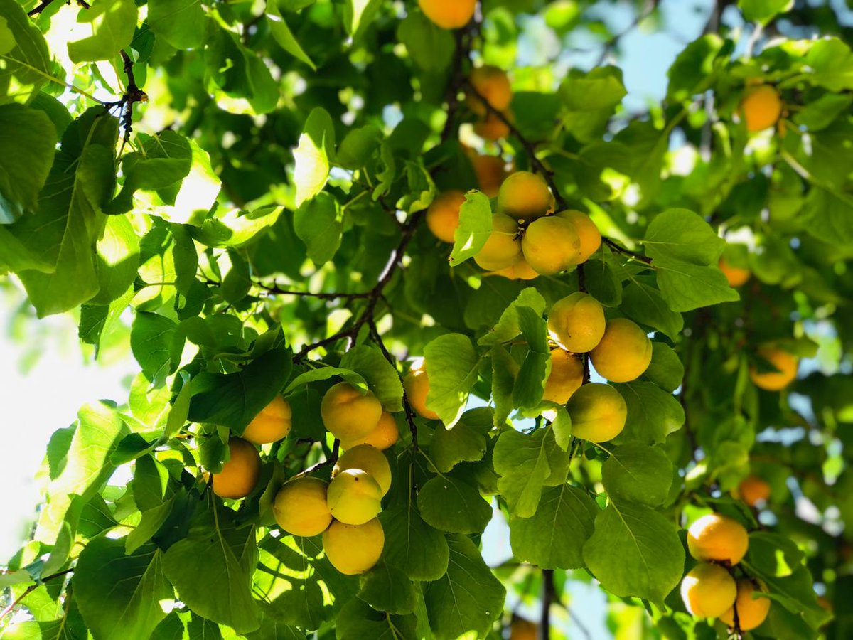 utladakhtourism's tweet photo. Ladakh produces the finest quality #apricot. July and early August are the best months to enjoy good quality apricots from #Sham valley, #Nubra valley, the #Aryan villages and Kargil.

#Ladakh #Kargil #Leh #discoveryourself 

@incredibleindia @oltraveller  @TLCINOfficial https://t.co/hIYfh16ID0
