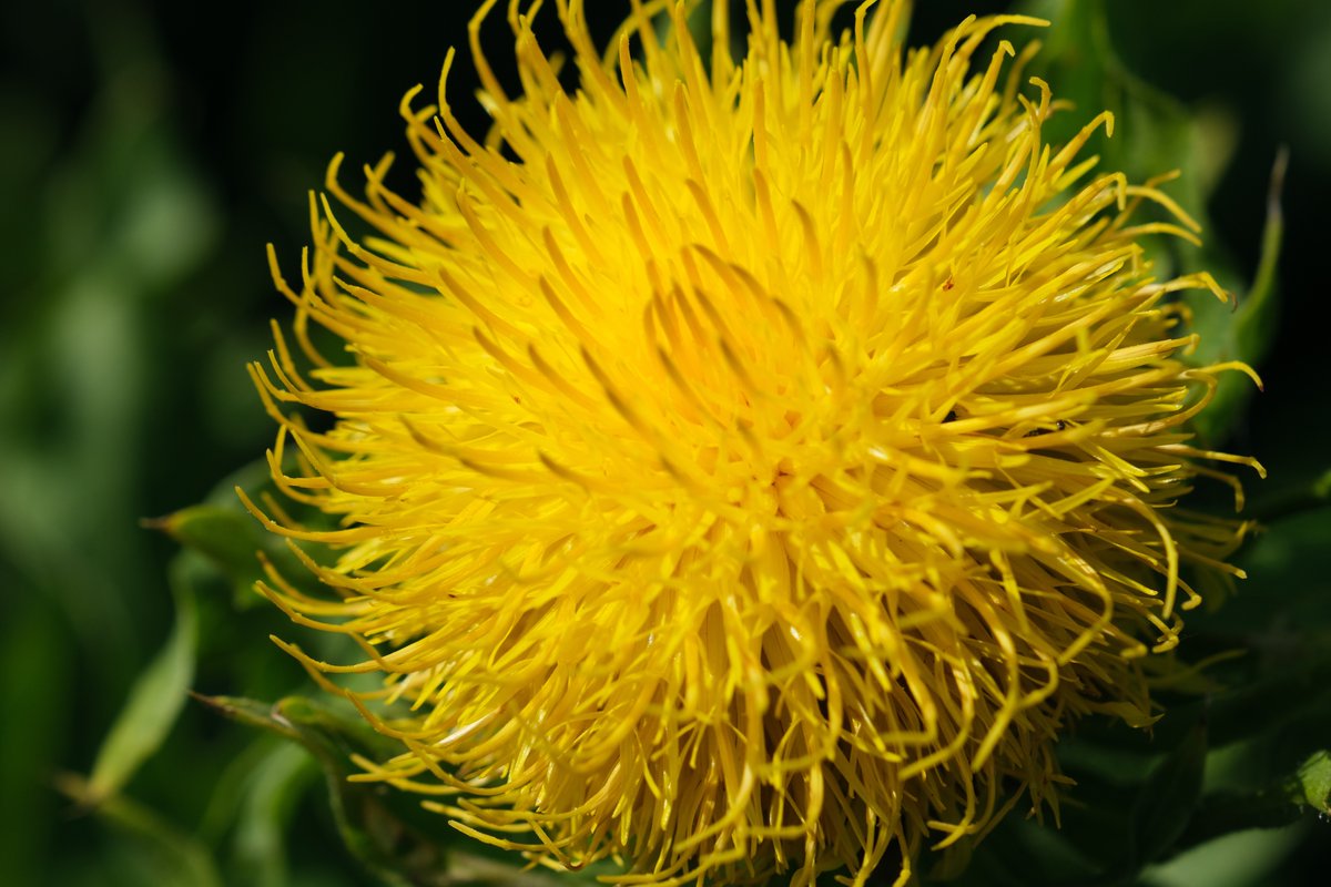 ian_hulf's tweet photo. I couldn’t quite believe my eyes, When I saw this unusual prize. From a strange looking bud so brown. Emerges this pompom so yellow and round…#CentaureaMacrocephala #IansOriginalView #PrioryPark #Southend #FrontLineWorkersCare https://t.co/35tBT1R2hD