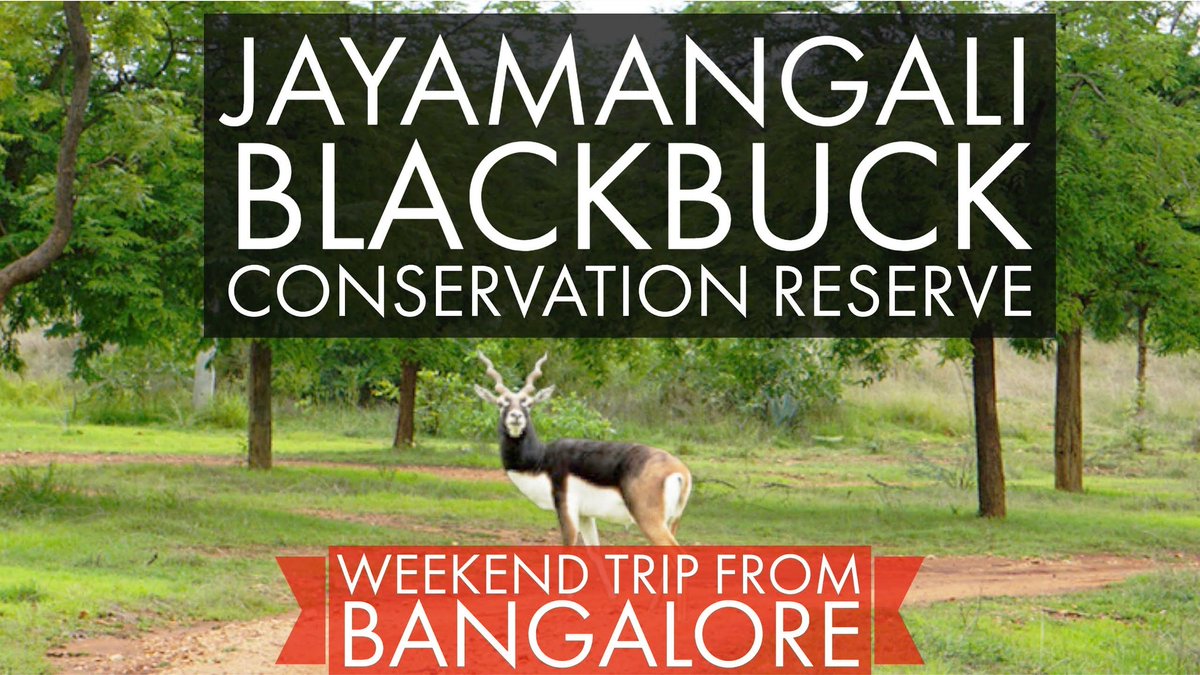 On air now !
youtu.be/pfrcqG1HjyI
#theurbannomad #jayamangaliblackbuckreserve #youtuber #wilderness #wildlife #karnatakatourism  #incredibleindia #incrediblekarnataka #tatanexon #nexonbangalore #nexonlovers #nexonights #bangaloreshorttrip #bangaloreweekends #fblackbuck