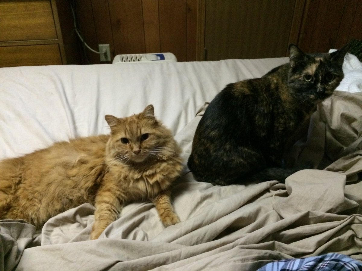 Chris Nelson tweet media