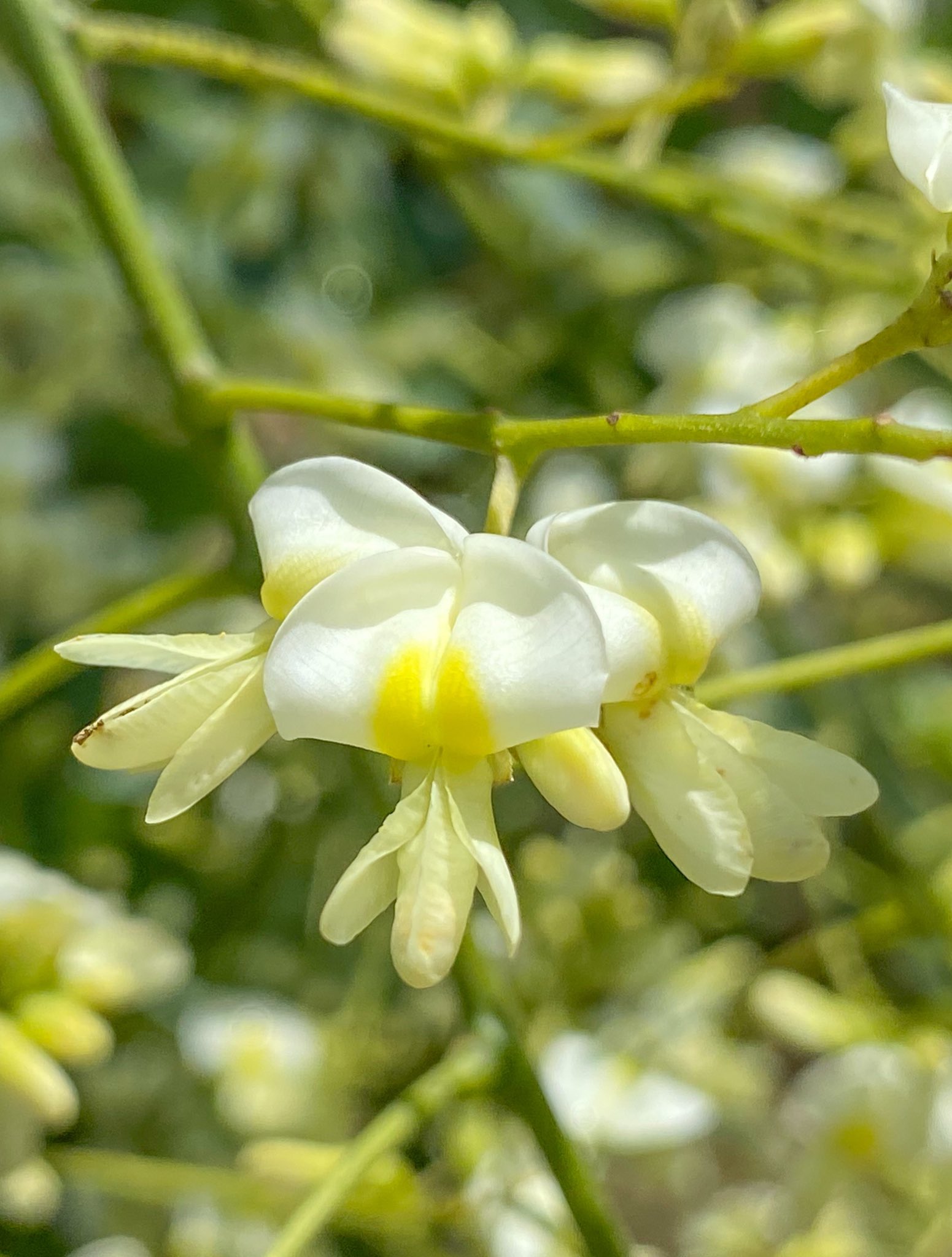 日比谷花壇大船フラワーセンター 公式 シダレエンジュが咲いています 小さな黄色い花を無数につけます エンジュ の枝垂れ 品種で 優美に枝垂れた姿が竜の爪に見えることから竜爪樹とも呼ばれます 見る機会が少ない珍しい木種です 黄色い花 シダレ
