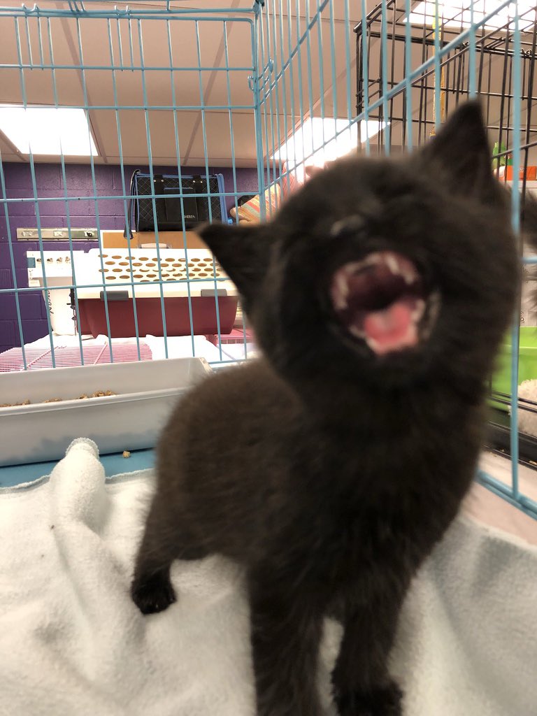 mostlycatsu's tweet image. 