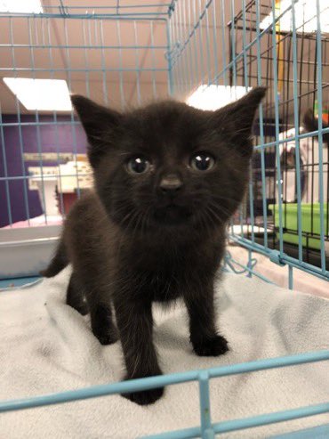 mostlycatsu's tweet image. 